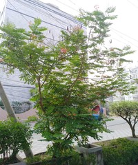 Caesalpinia pulcherrima