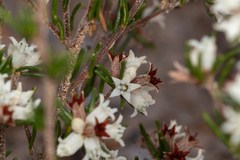Cryptandra hispidula