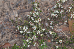 Cryptandra hispidula
