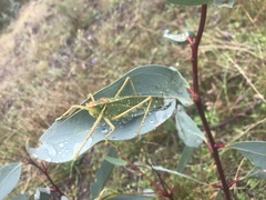 Terpandrus