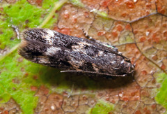 Caryocolum