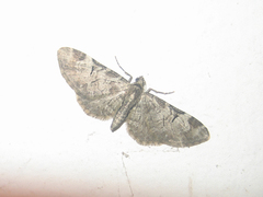 Eupithecia insigniata insignioides