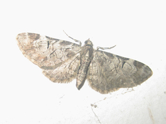 Eupithecia insigniata insignioides