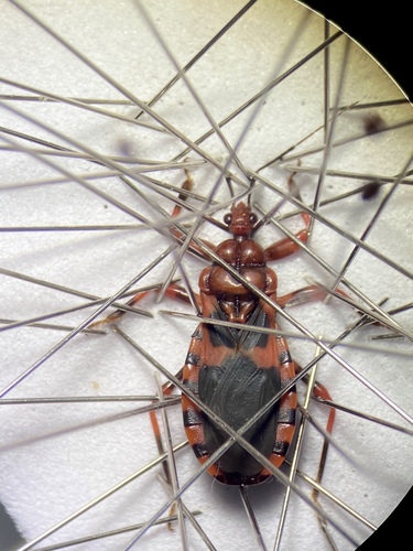 Observations by zelun0903 · iNaturalist