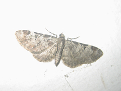 Eupithecia insigniata insignioides