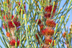 Allocasuarina striata
