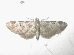 Eupithecia insigniata insignioides