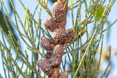 Allocasuarina striata