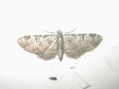 Eupithecia insigniata insignioides