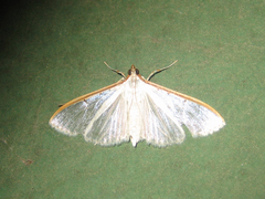 Palpita nigropunctalis