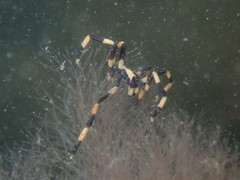 Stylopallene cheilorhynchus