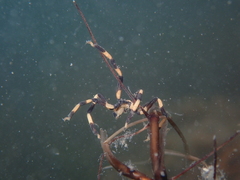 Stylopallene cheilorhynchus