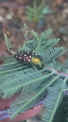 Diphucrania leucosticta