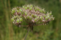 Daucus reboudii