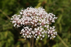 Daucus reboudii
