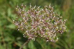 Daucus reboudii