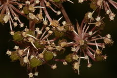 Daucus reboudii