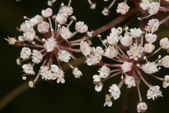 Daucus reboudii