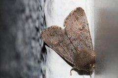 Orthosia populeti