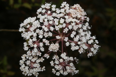 Daucus reboudii