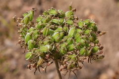 Daucus reboudii