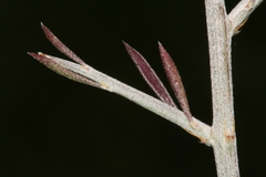 Genista ferox image