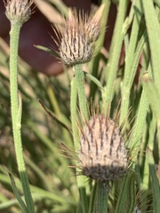 Parapolydora fastigiata