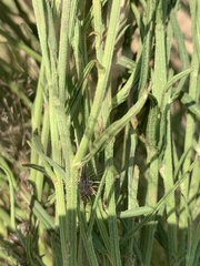 Parapolydora fastigiata