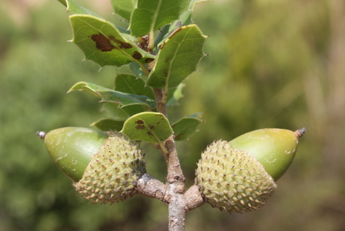 Quercus coccifera image