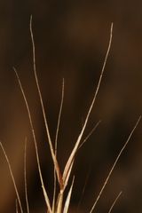 Festuca muralis
