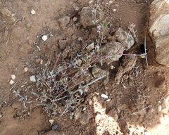 Chenopodium nutans nutans