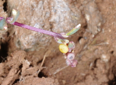 Chenopodium nutans nutans