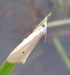 Scirpophaga