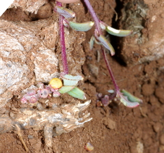 Chenopodium nutans nutans