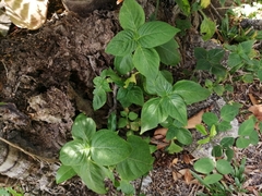 Ocimum basilicum