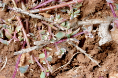 Chenopodium nutans nutans