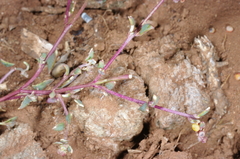 Chenopodium nutans nutans