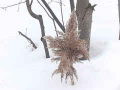 Phragmites australis