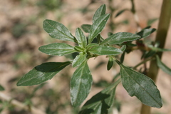 Amaranthus angustifolius