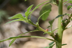 Amaranthus angustifolius