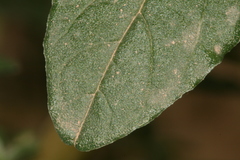 Amaranthus angustifolius