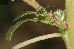 Amaranthus angustifolius