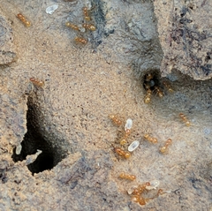 Pheidole tysoni