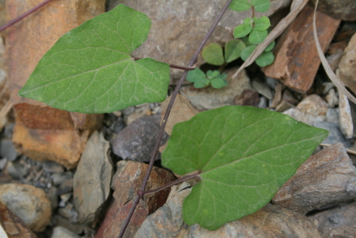 Fallopia image