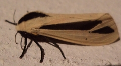 Creatonotos