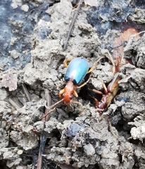 Brachinus sclopeta