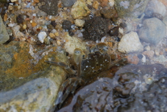 Paragrapsus quadridentatus