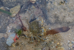 Paragrapsus quadridentatus