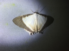 Cyphura caudiferaria