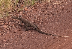 Varanus giganteus